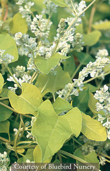Fallopia aubertii &lsquo;Lemon Lace&rsquo;