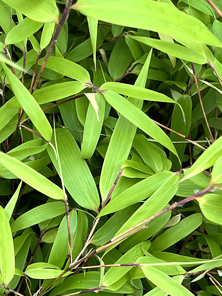 Fargesia dracocephala ‘Rufa’