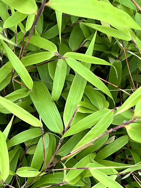 Fargesia dracocephala ‘Rufa’