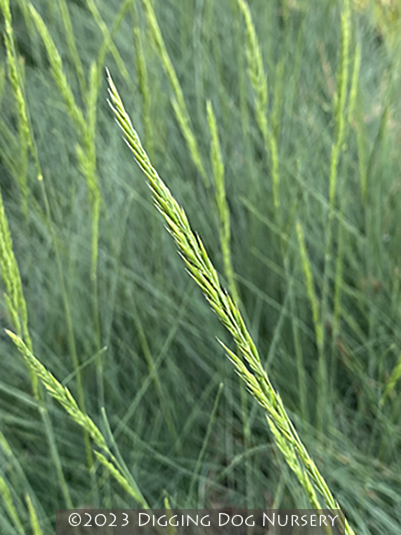 Festuca ssp. ‘Eilers Beauty™’