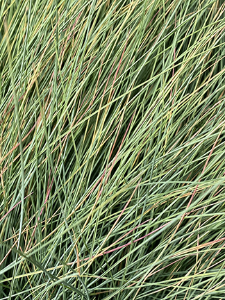 Festuca amethystina Superba