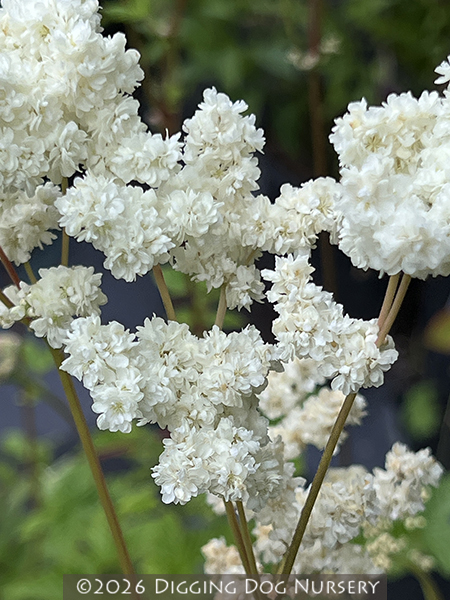 Filipendula vulgaris Flore Pleno