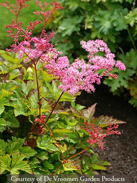 Filipendula &lsquo;Kahome&rsquo;