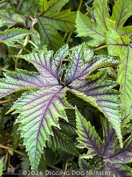Filipendula &lsquo;Red Umbrellas&rsquo;