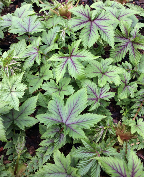 Filipendula Red Umbrellas