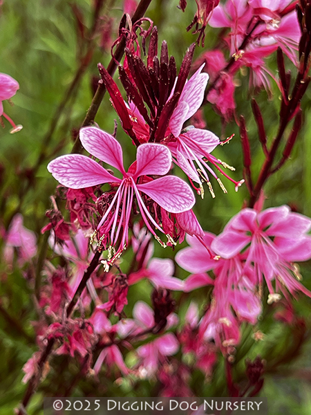 Gaura lindheimeri ‘Rosy Jane’