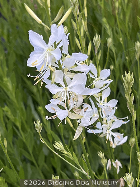 Gaura lindheimeri 'So White' at Digging Dog Nursery
