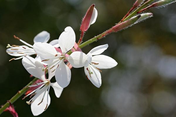 Gaura lindheimeri White Heron