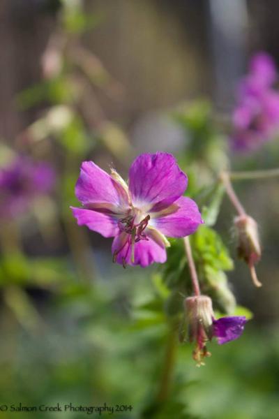 Geranium phaeum Alec’s Pink