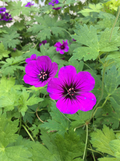 Geranium Anne Thomson