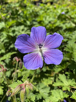 Geranium himalayense Baby Blue