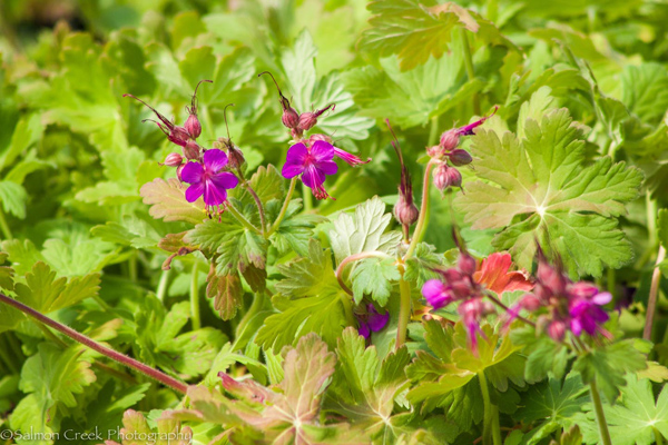 Geranium macrorrhizum Bevans Variety