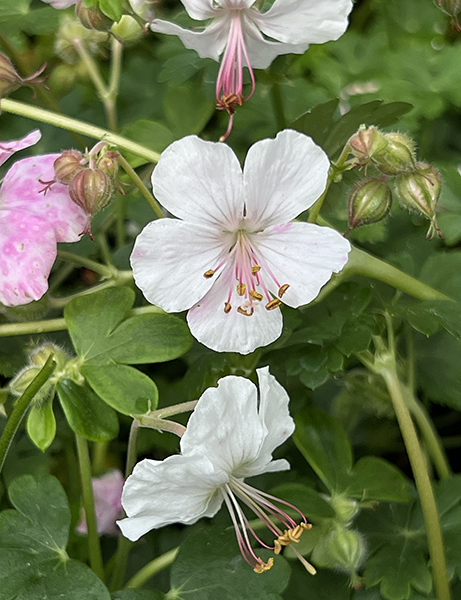 Geranium cantabrigiense Biokovo