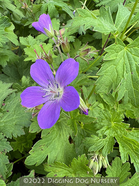 Geranium sylvaticum Birch Lilac