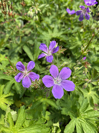 Geranium sylvaticum Birch Lilac