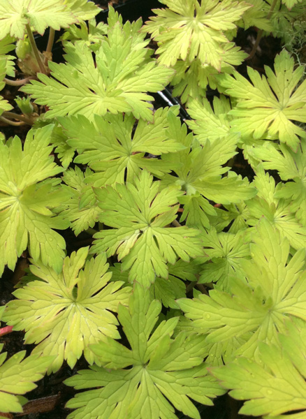 Geranium Blogold