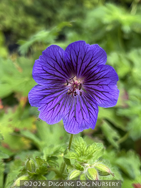 Geranium magnificum ‘Blue Blood’