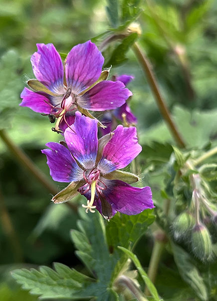 Geranium monacense Breckland Fever