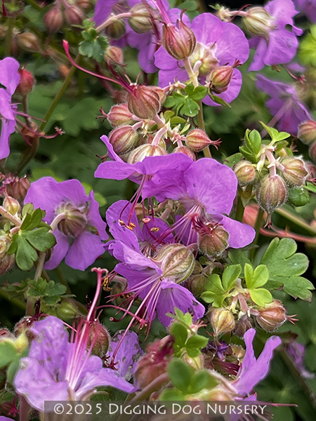 Geranium cantabrigiense Cambridge Blue