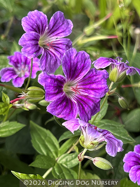 Geranium nodosum ‘Clos du Coudray’