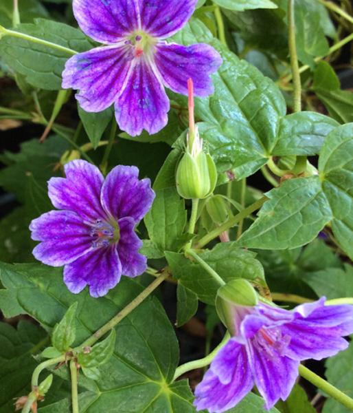 Geranium nodosum ‘Clos du Coudray’