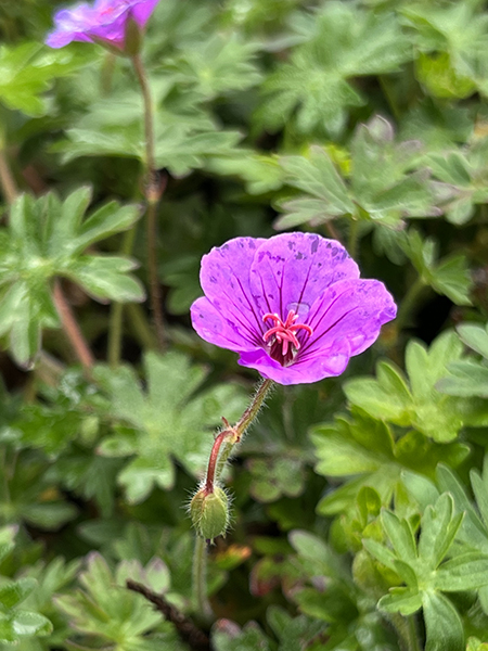 Geranium Dilys