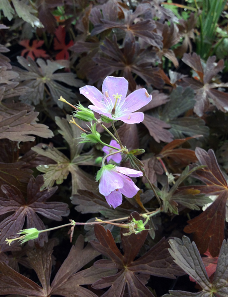 Geranium maculatum ‘Espresso’