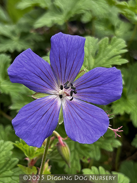 Geranium himalayense Irish Blue