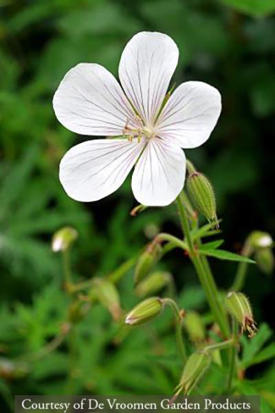 Geranium clarkei Kashmir White
