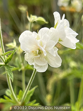 Geranium pratense Laura