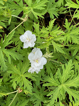 Geranium pratense Laura