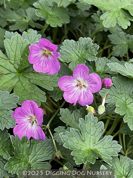 Geranium riversleaianum Mavis Simpson