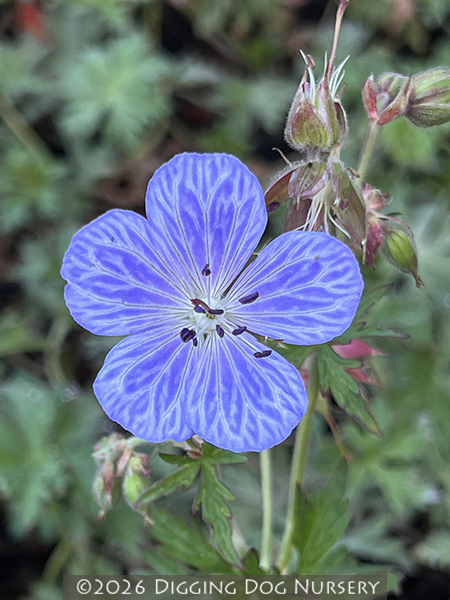 Geranium pratense ‘Mrs Kendall Clark’