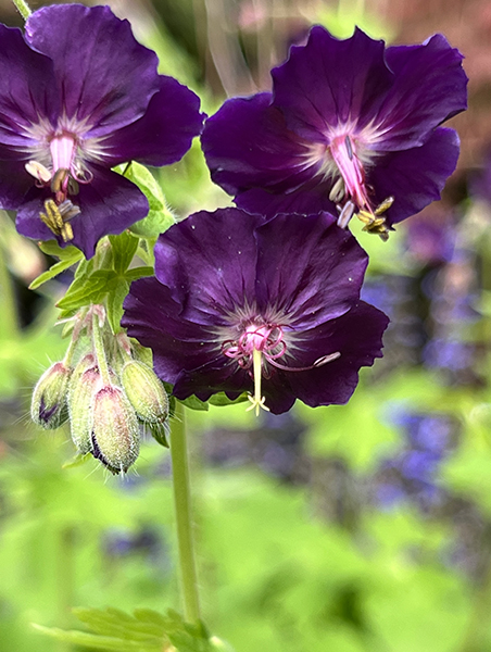 Geranium phaeum Raven