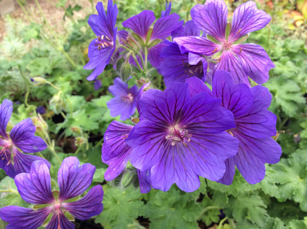 Geranium magnificum ‘Rosemoor’