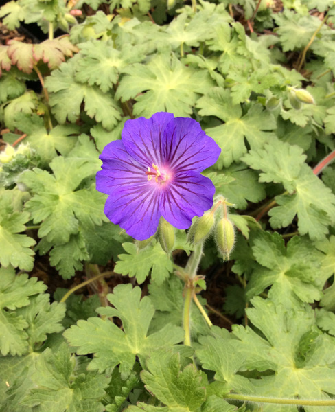 Geranium Sabani Blue