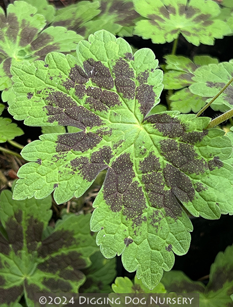 Geranium phaeum Samobor