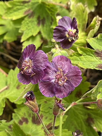 Geranium phaeum Springtime