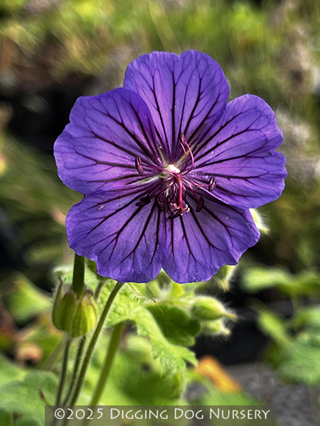 Geranium platypetalum Turco