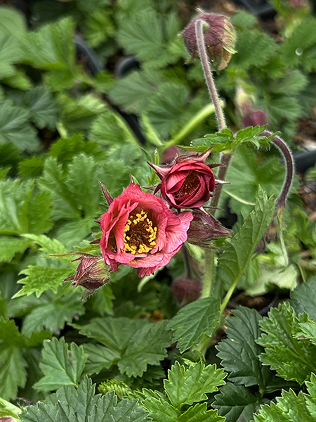 Geum ‘Bell Bank’