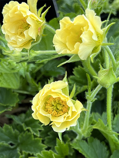 Geum ‘Gimlet’