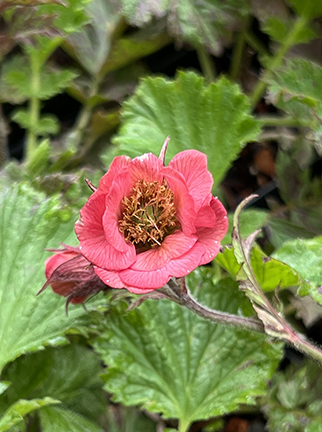 Geum rivale ‘Leonard′s Variety’