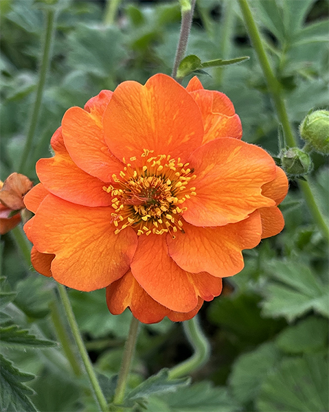 Geum ‘Prinses Juliana’