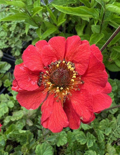 Geum ‘Rubin’