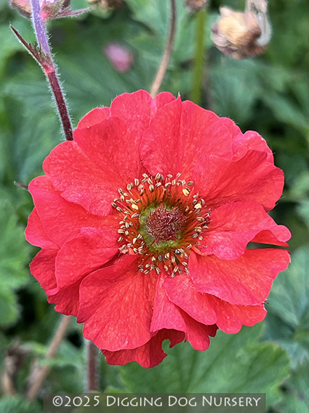 Geum Rubin