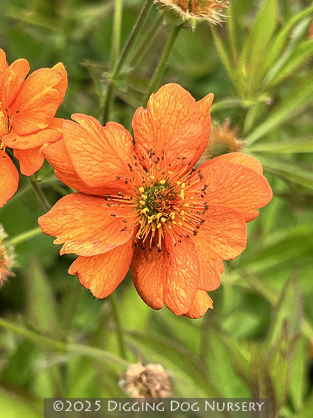 Geum Starkers Magnificum