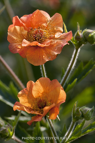 Geum Totally Tangerine