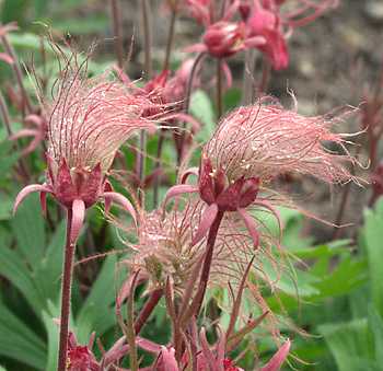 Geum triflorum