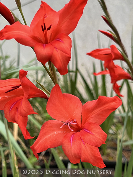 Gladiolus Robinetta