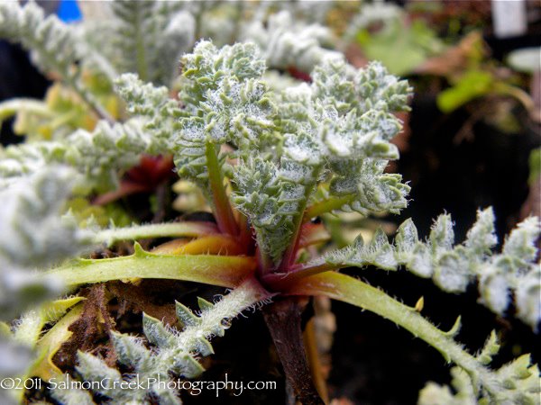 Glaucium flavum